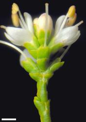Veronica armstrongii. Terminal inflorescence. Scale = 1 mm.
 Image: W.M. Malcolm © Te Papa CC-BY-NC 3.0 NZ